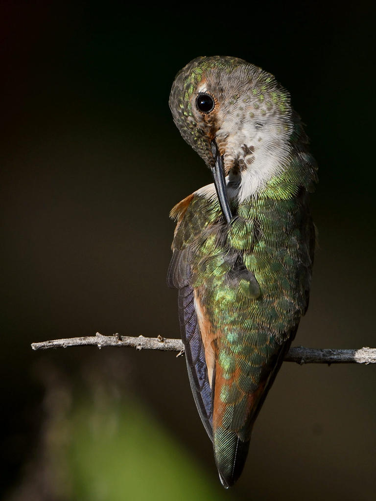 Hummer4.jpg