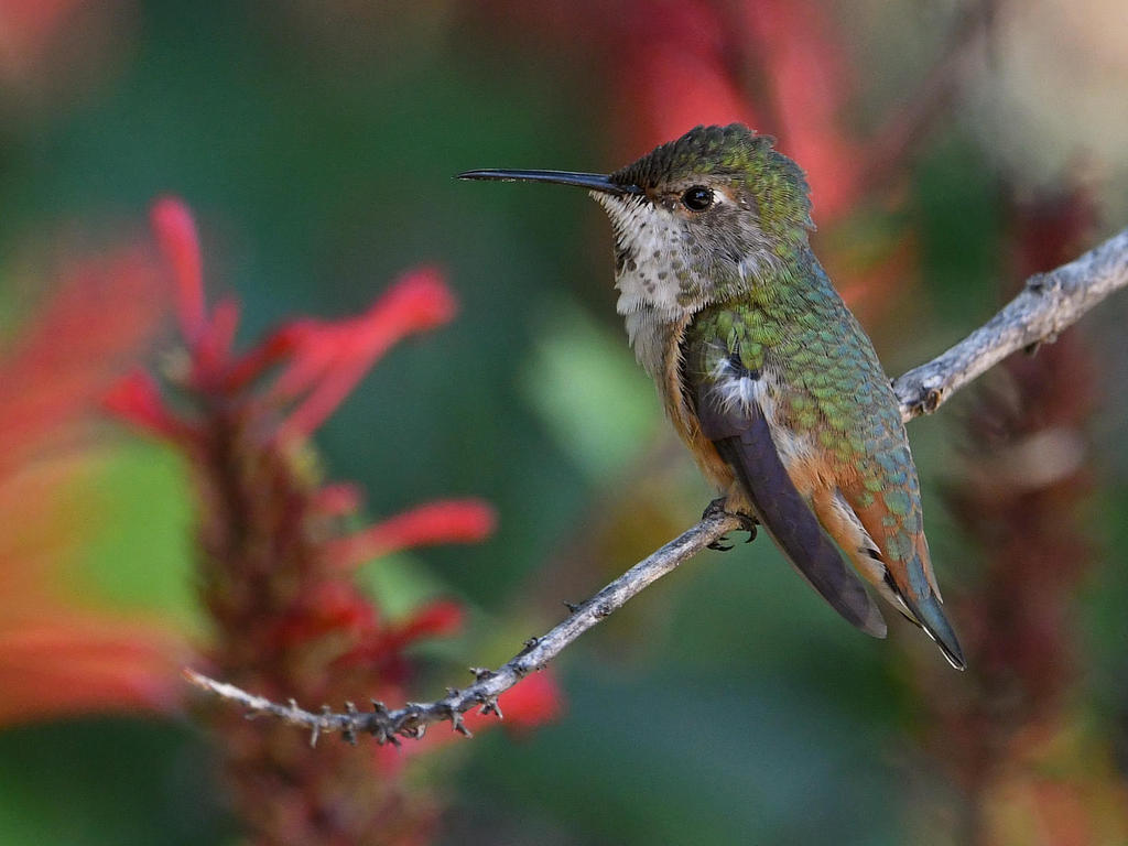 Hummer4.jpg