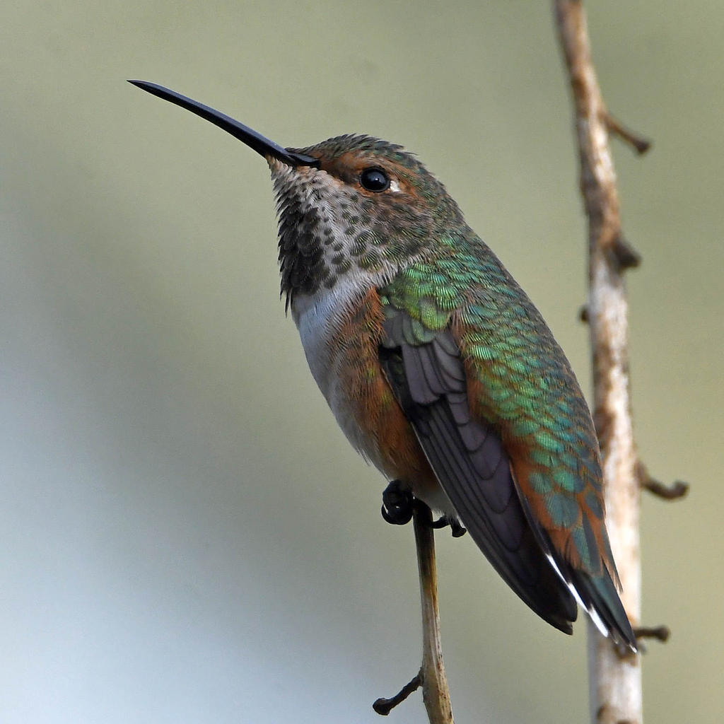 Hummer4.jpg