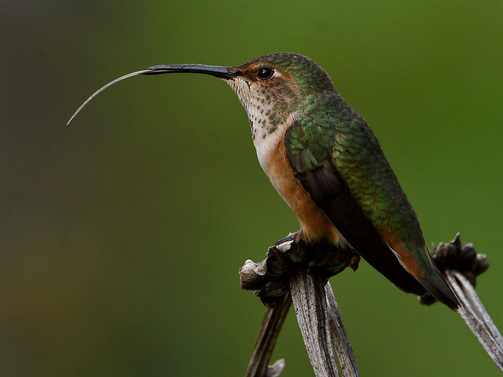 Hummer4.jpg