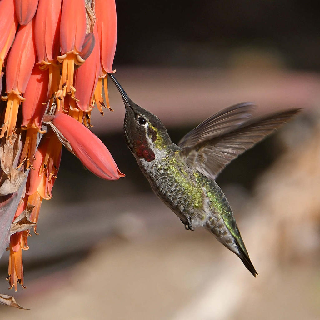Hummer4.jpg