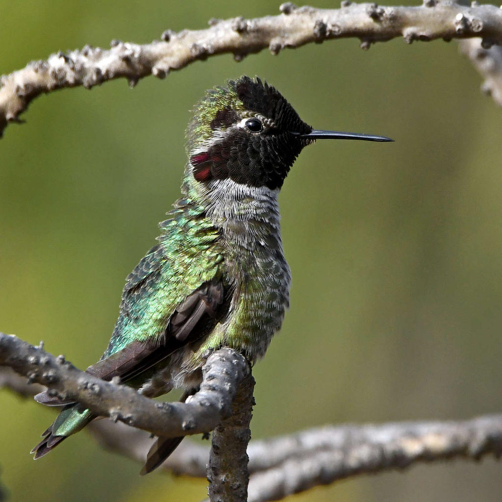 Hummer4.jpg