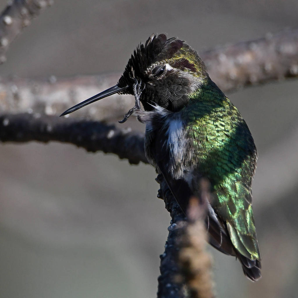 Hummer4.jpg