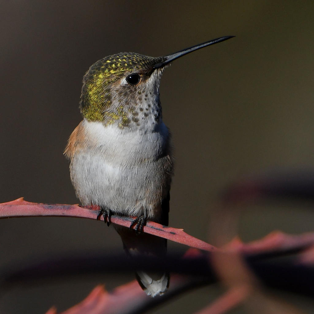 Hummer4.jpg