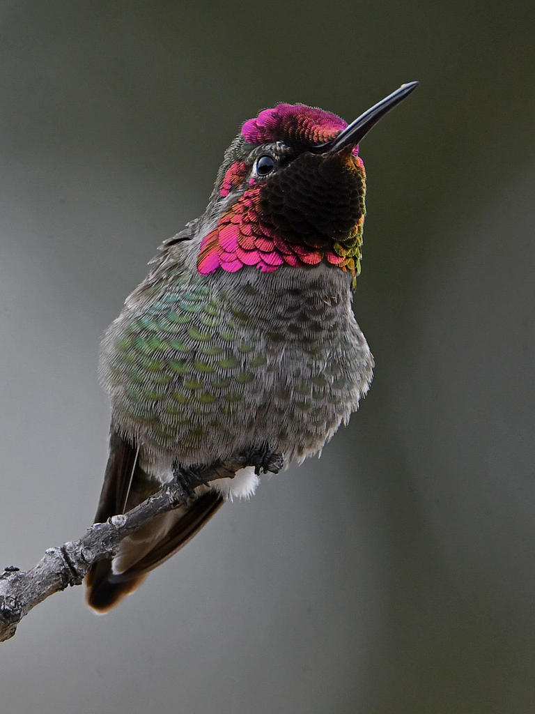 Hummer4.jpg