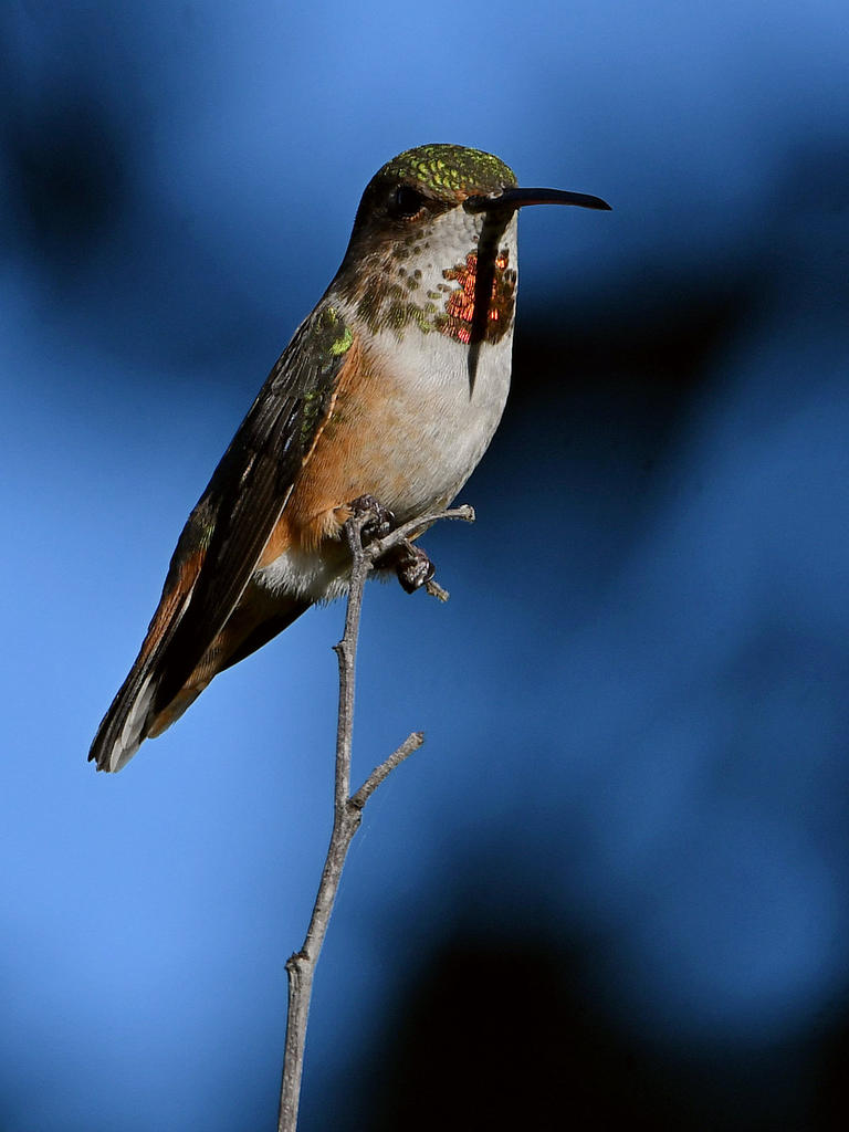 Hummer4.jpg