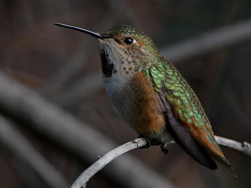 Hummer4.jpg