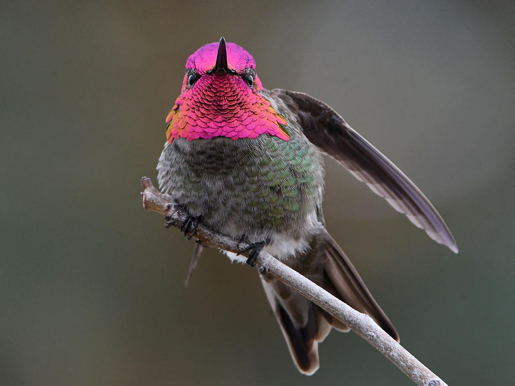 Hummer4.jpg