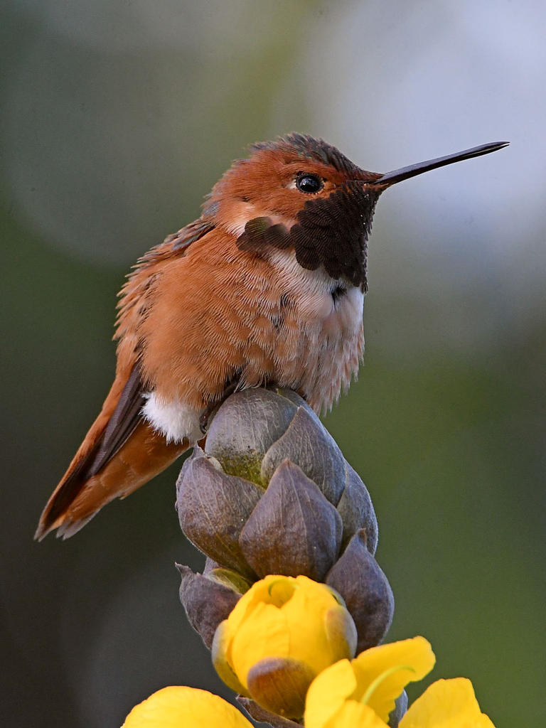 Hummer4.jpg