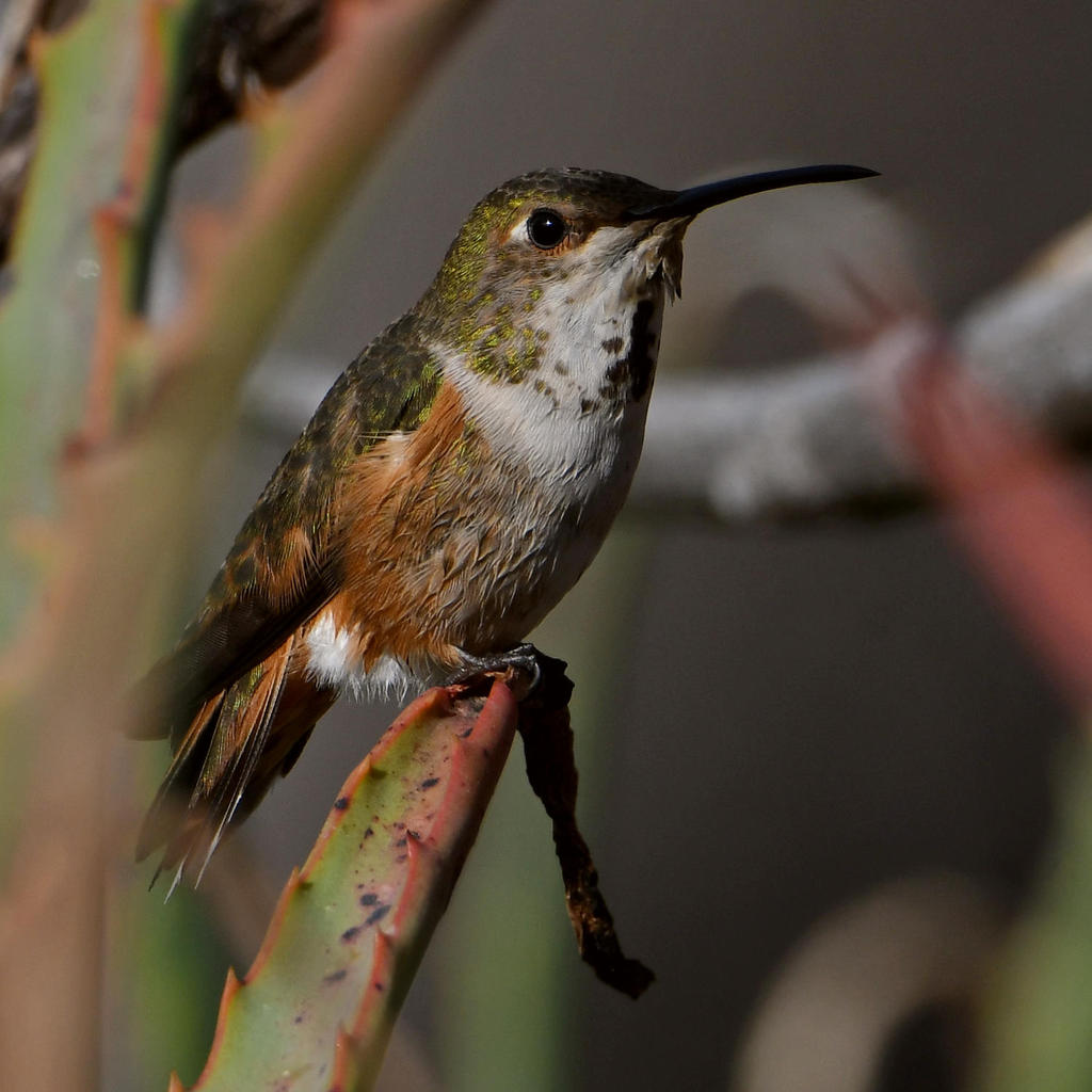 Hummer4.jpg
