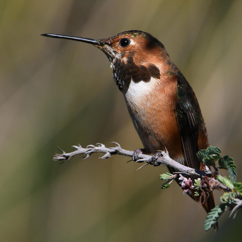 Hummer4.jpg