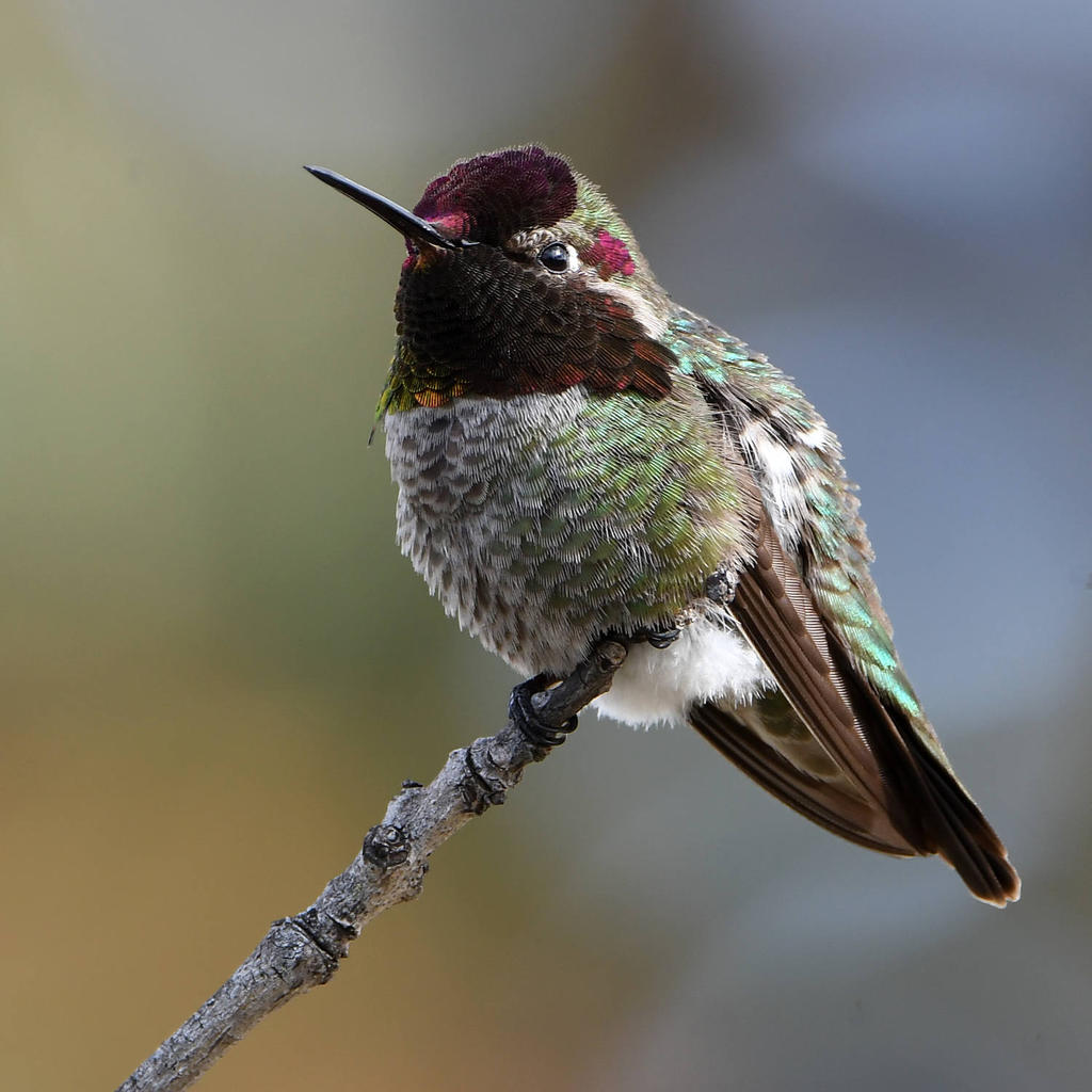 Hummer4.jpg