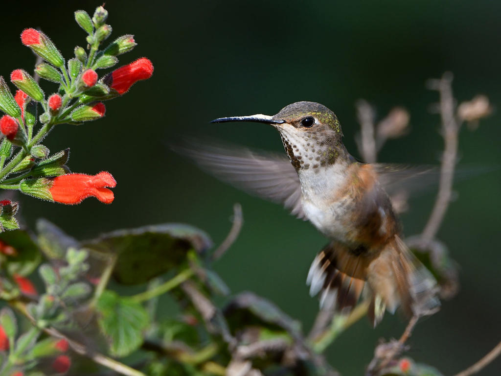 Hummer4.jpg