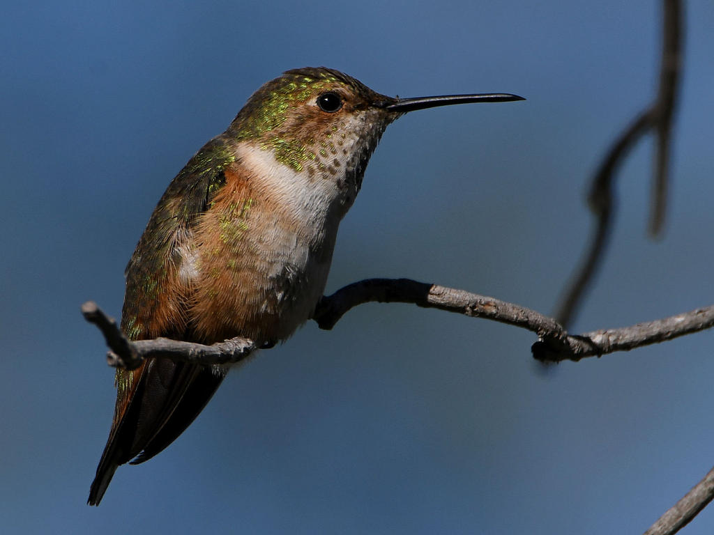 Hummer4.jpg
