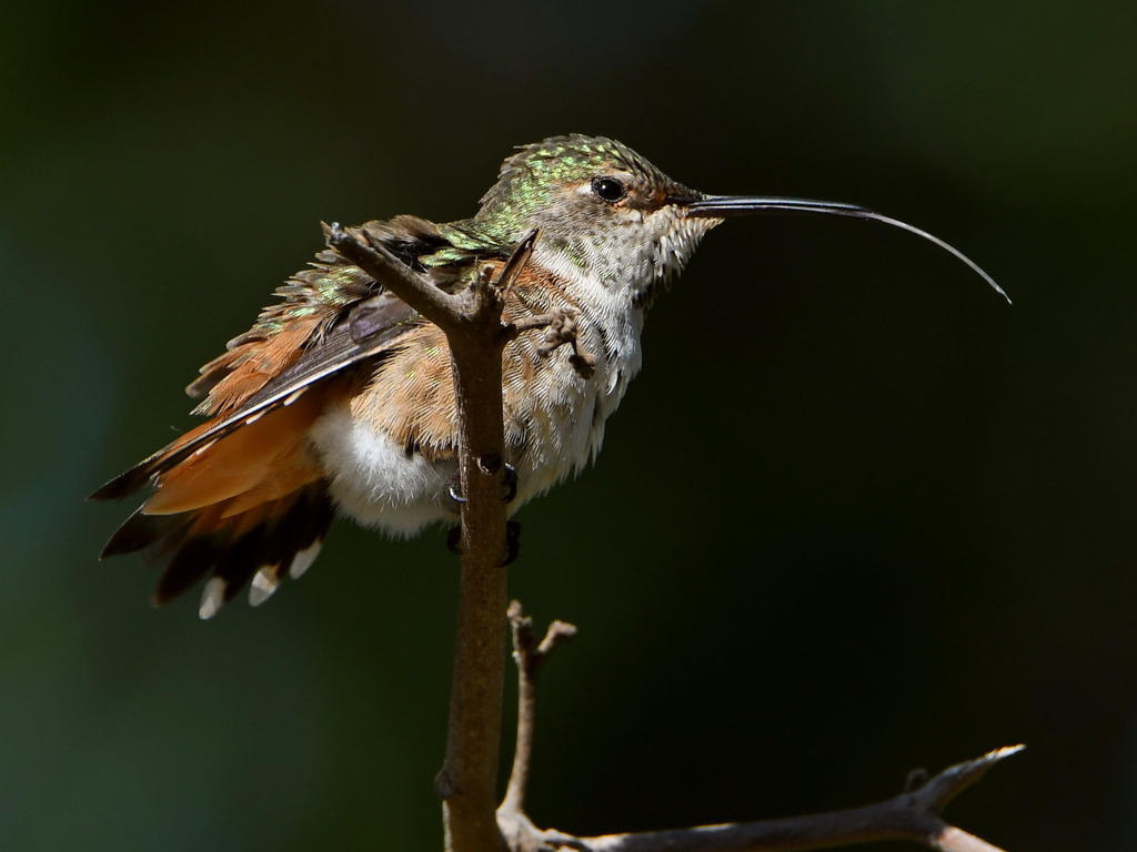 Hummer4.jpg
