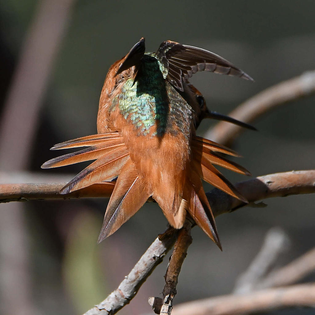 Hummer4.jpg