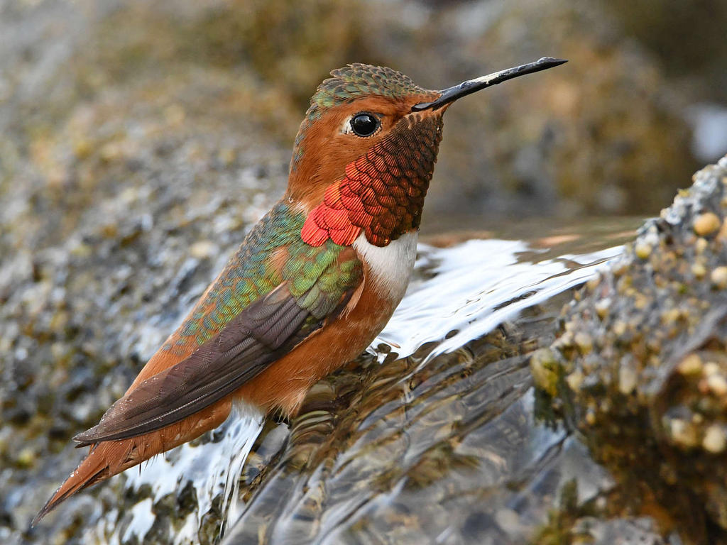 Hummer4.jpg