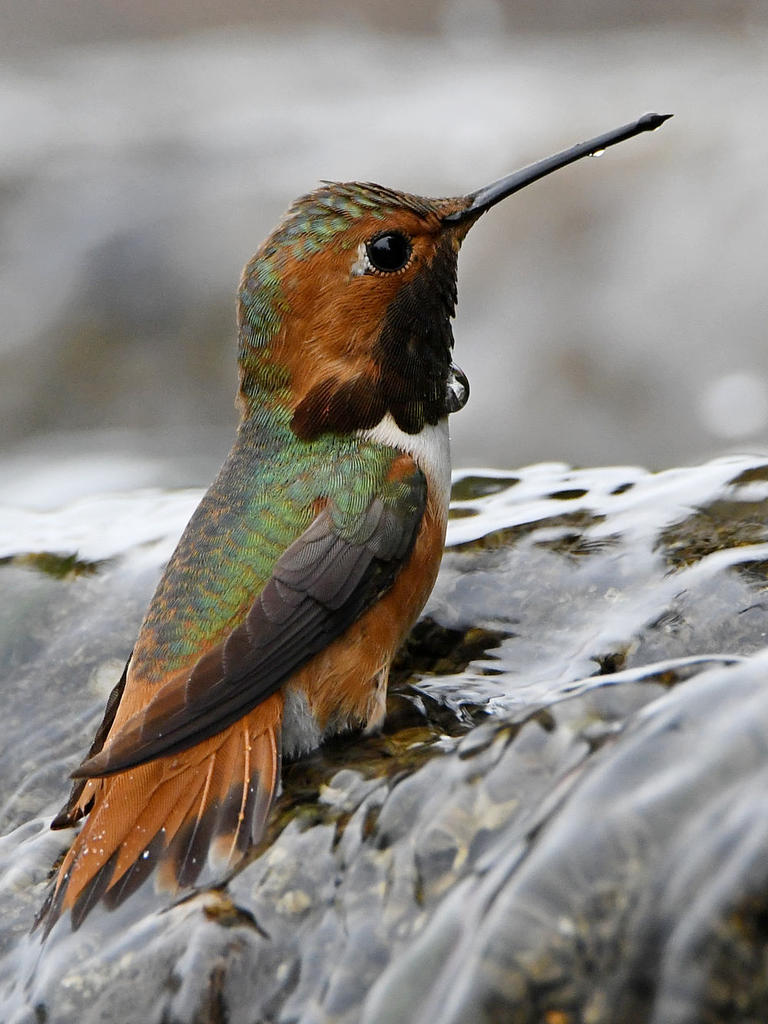 Hummer4.jpg