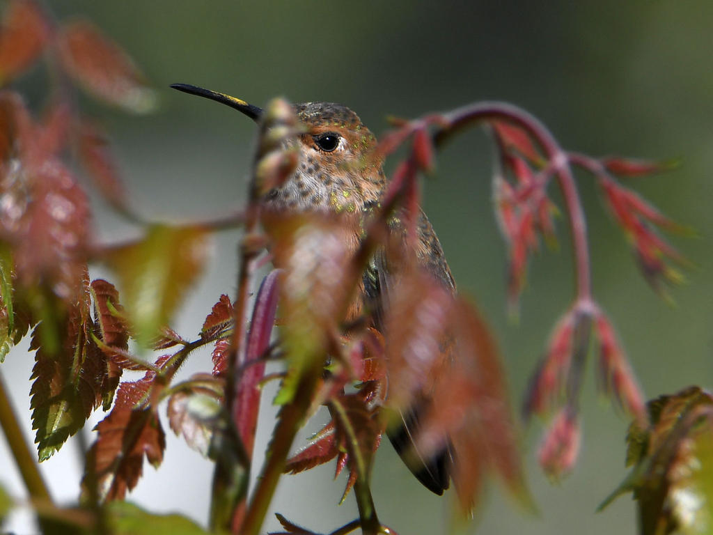 Hummer4.jpg