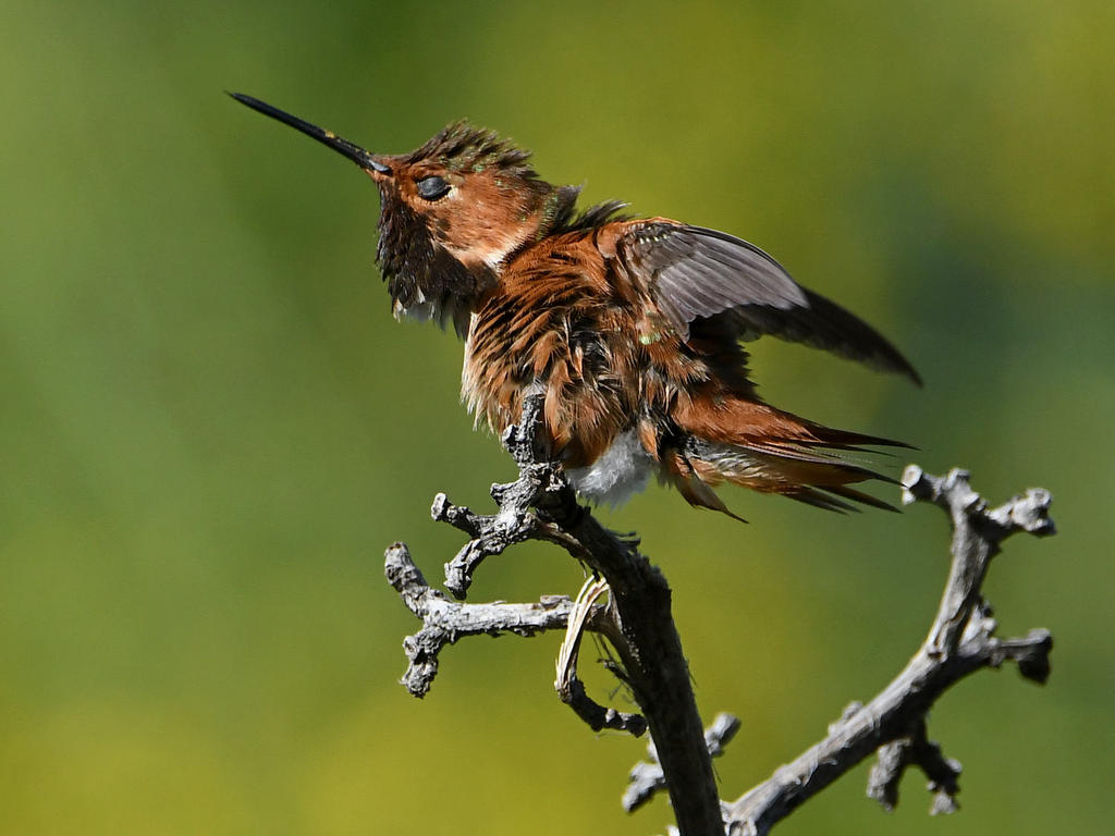 Hummer4.jpg