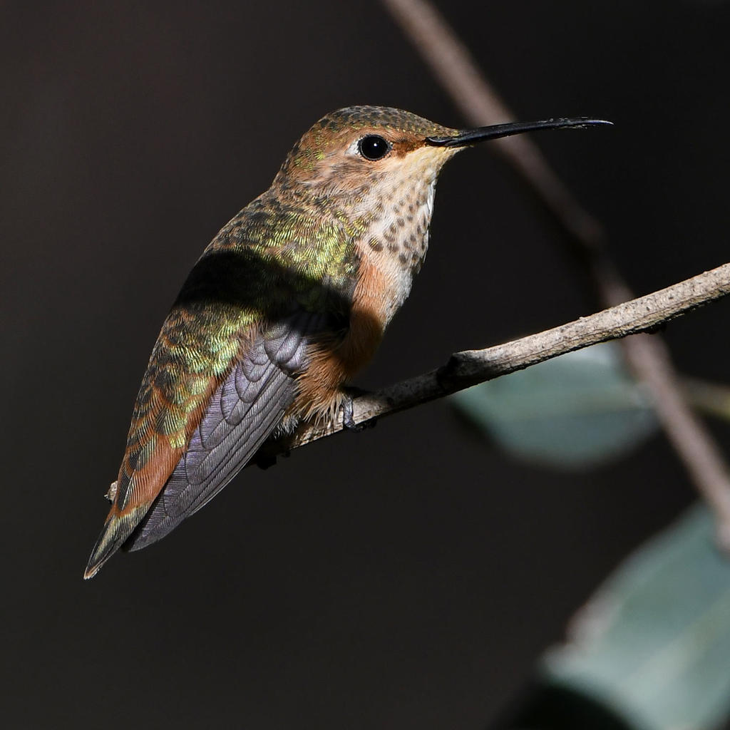 Hummer4.jpg