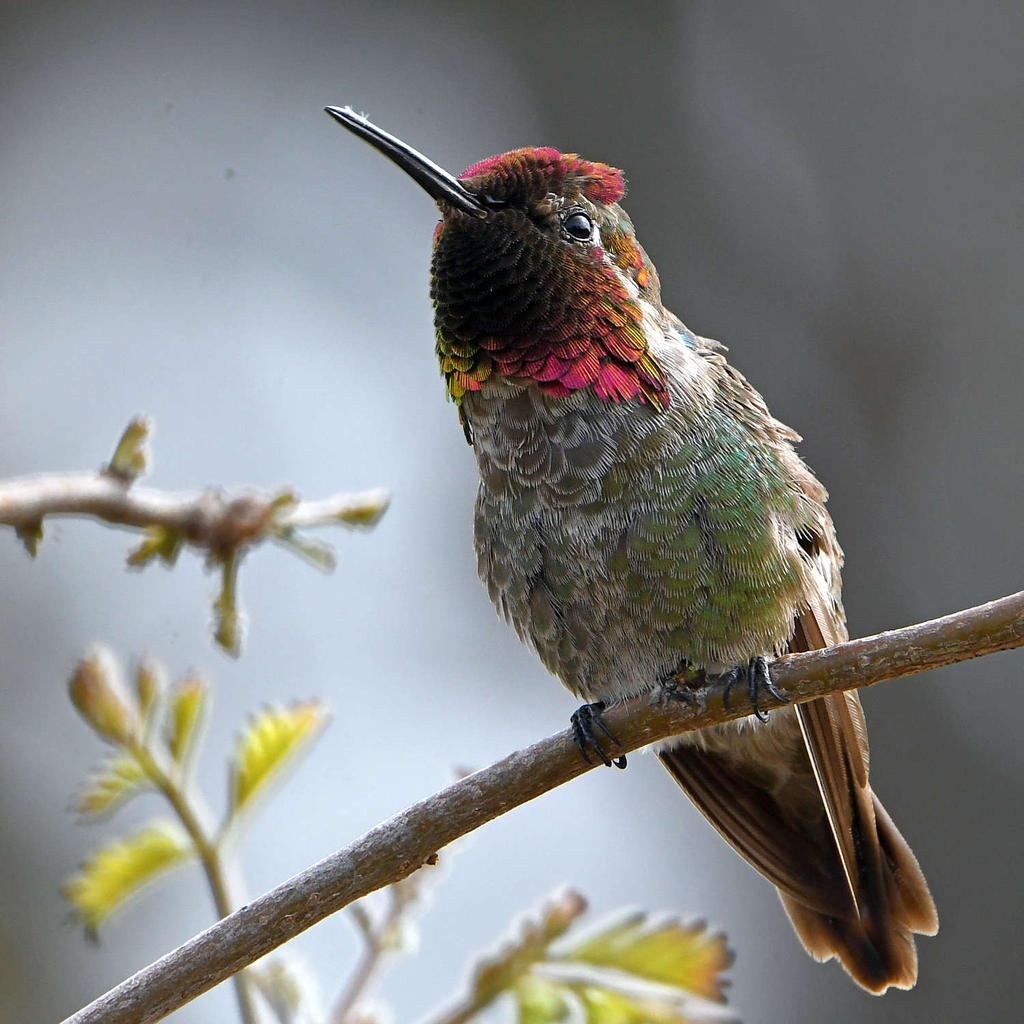Hummer4.jpg