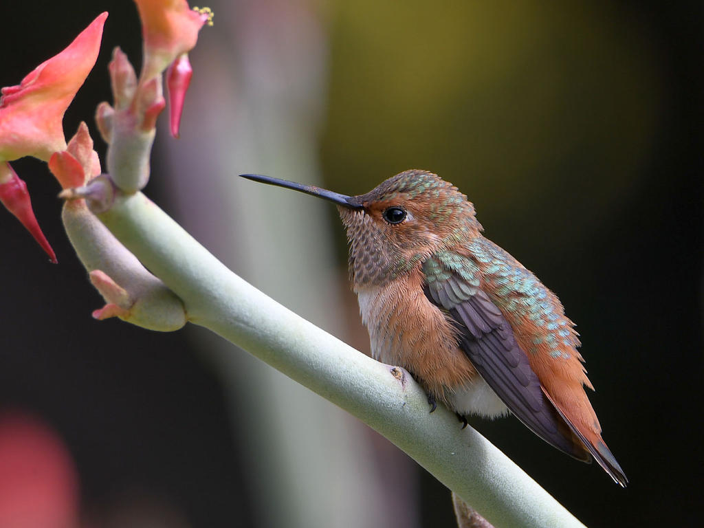 Hummer4.jpg