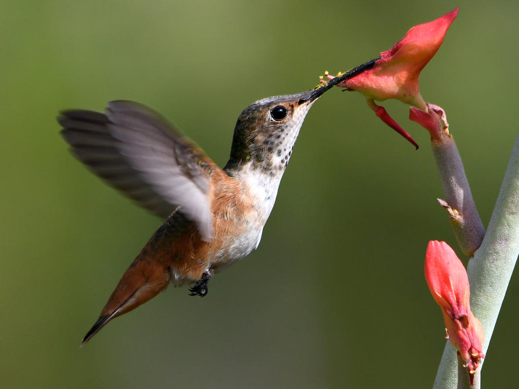 Hummer4.jpg