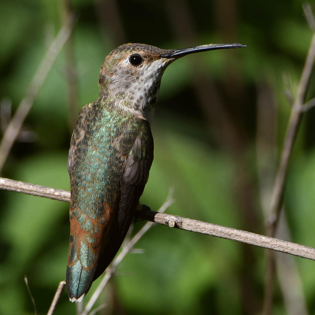 Hummer4.jpg