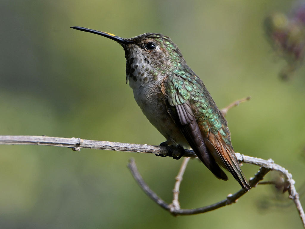 Hummer4.jpg