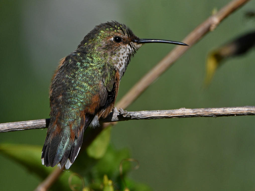 Hummer4.jpg