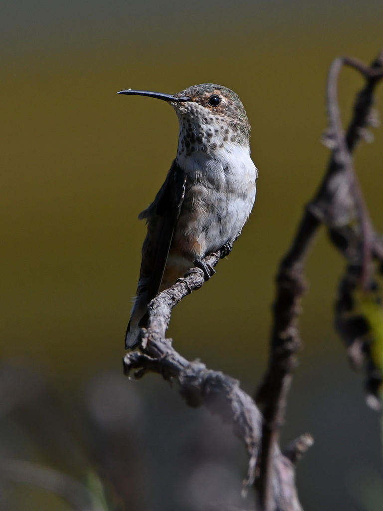 Hummer4.jpg