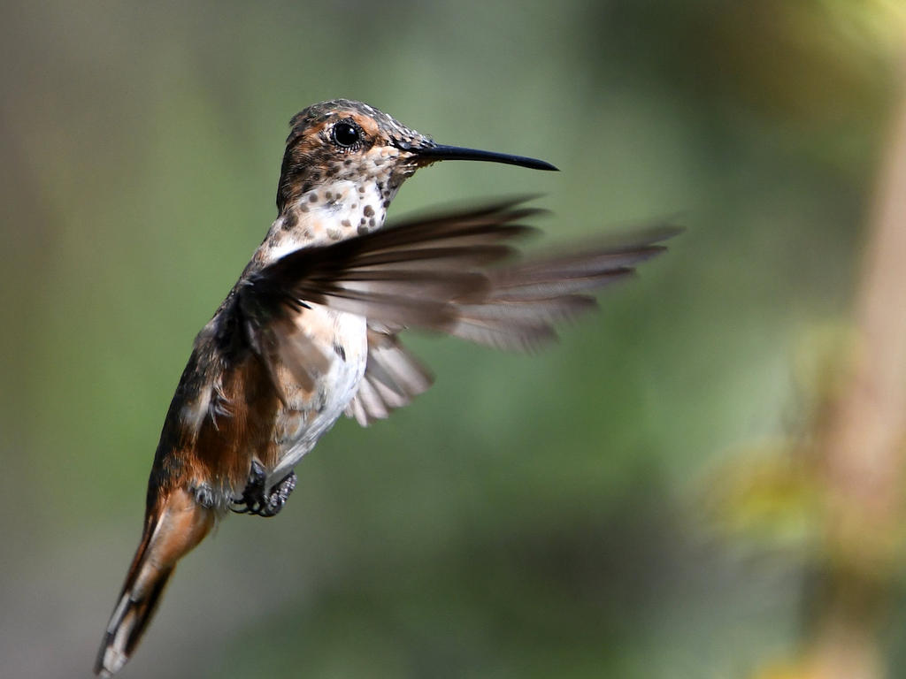 Hummer4.jpg