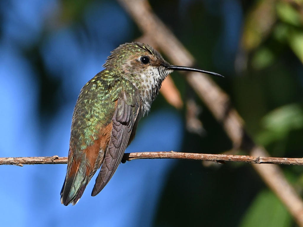 Hummer4.jpg