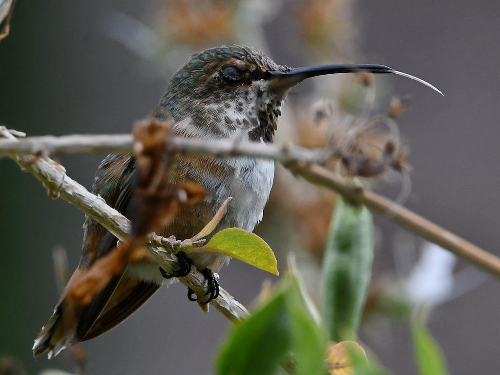 Hummer4.jpg