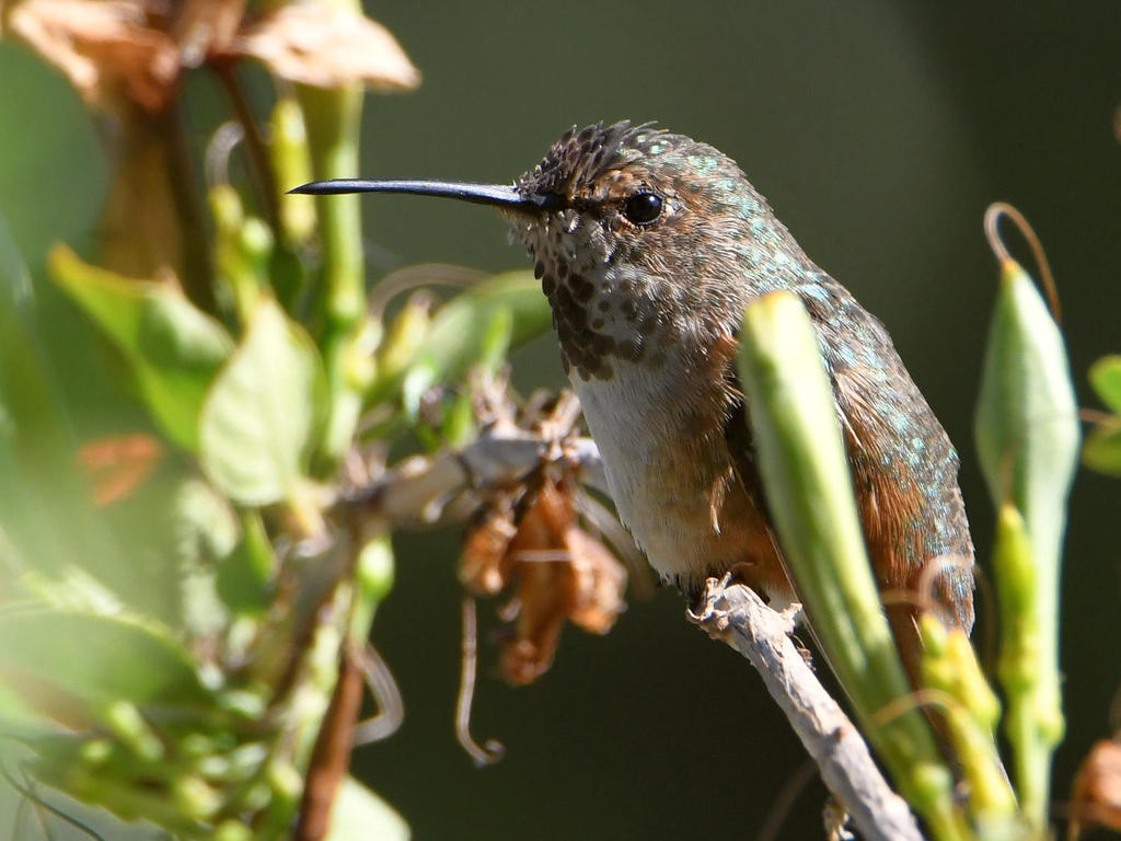 Hummer4.jpg