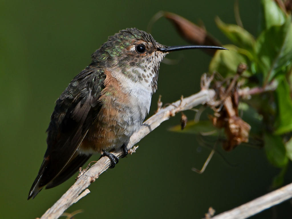 Hummer4.jpg
