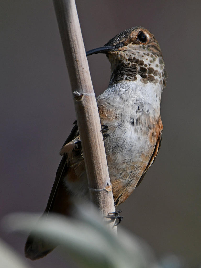 Hummer4.jpg
