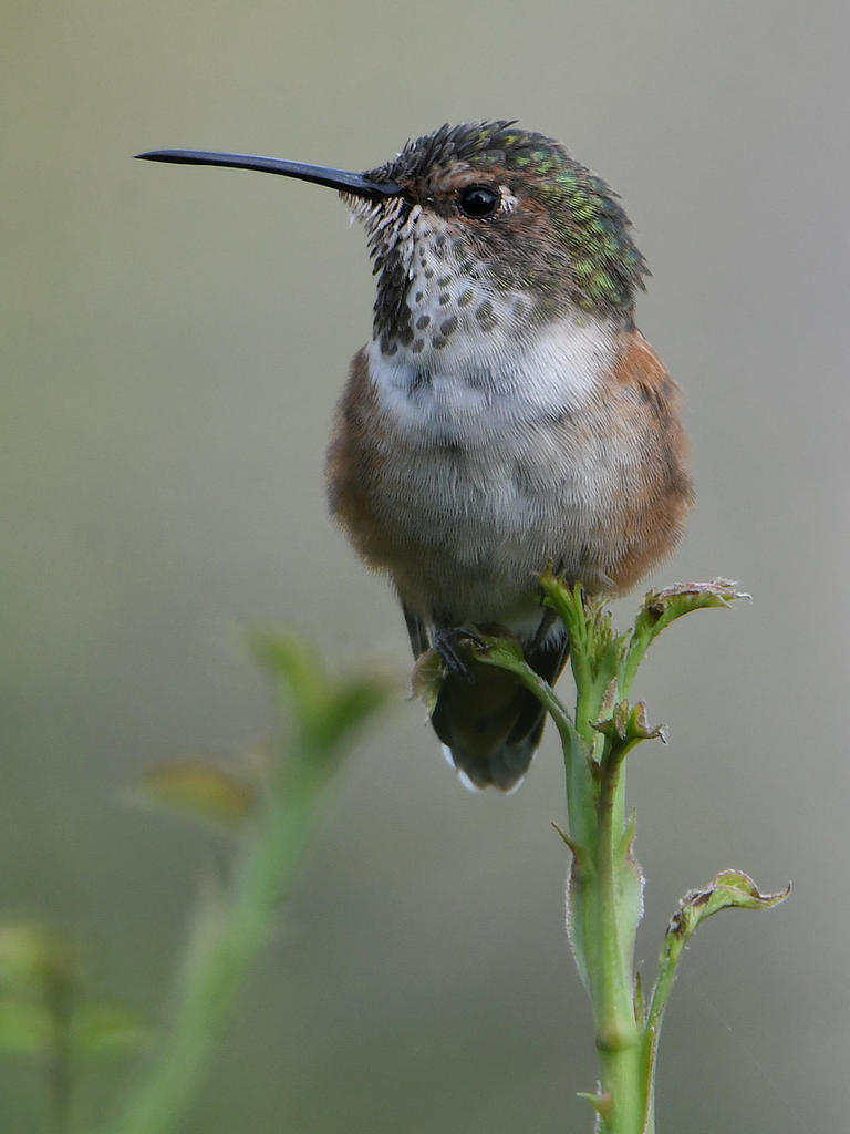 Hummer4.jpg
