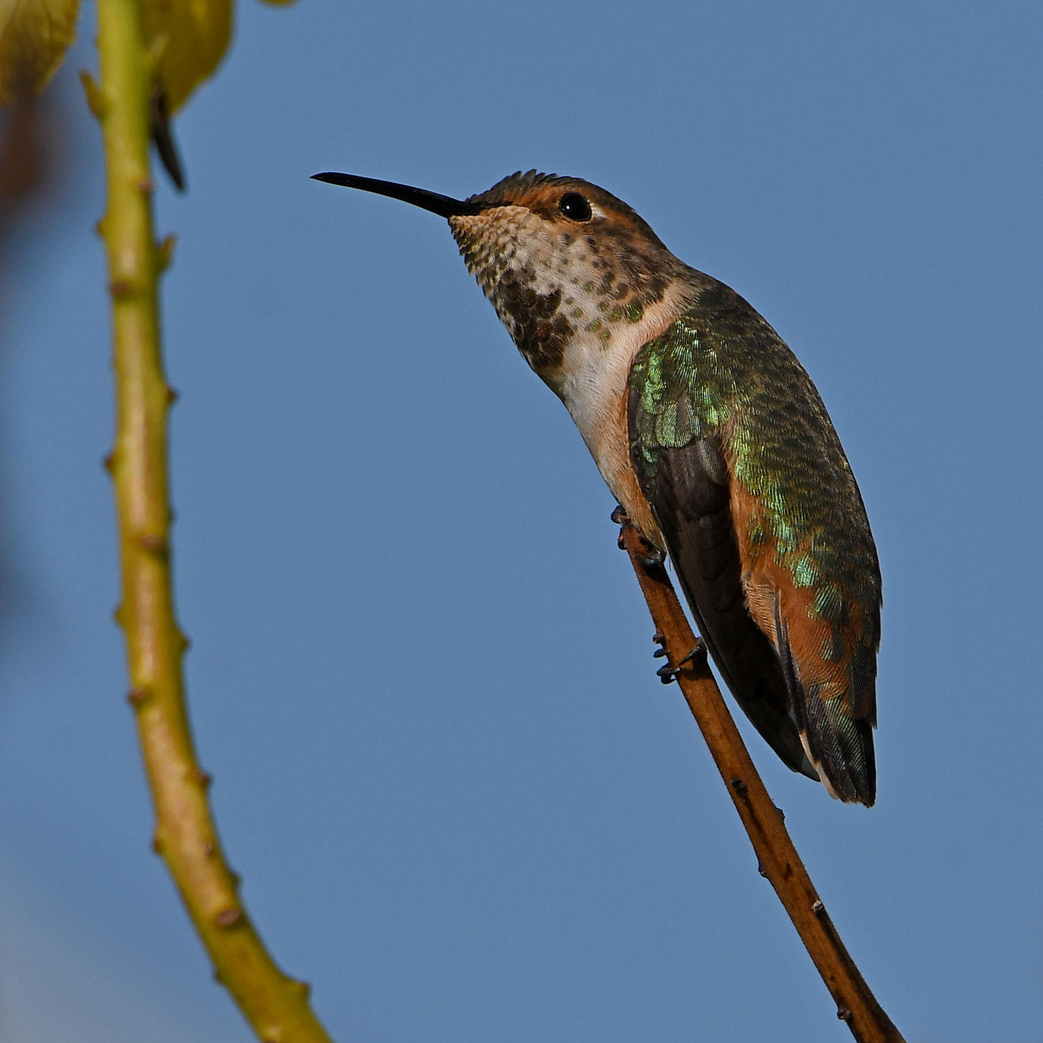 Hummer4.jpg