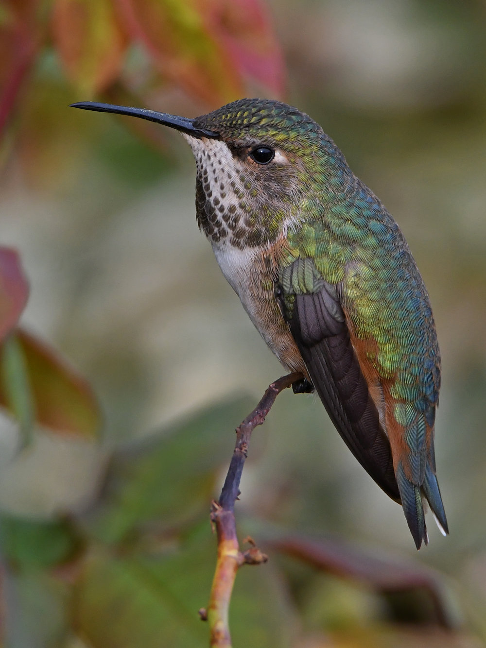 Hummer4.jpg