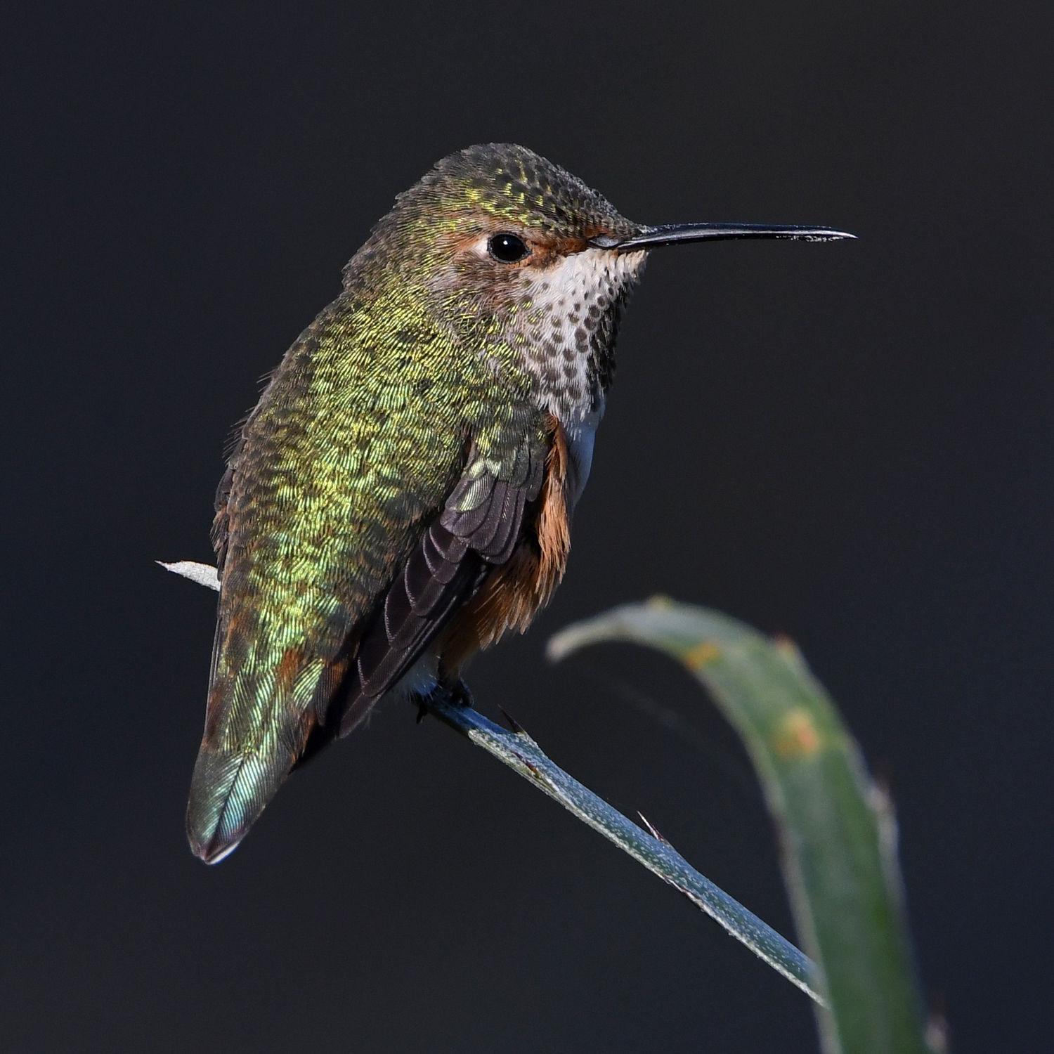Hummer4.jpg