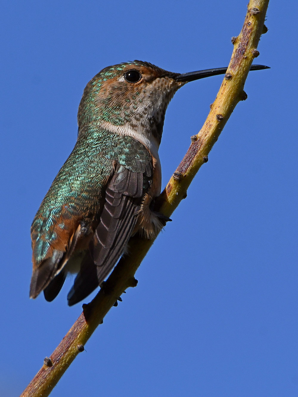 Hummer4.jpg