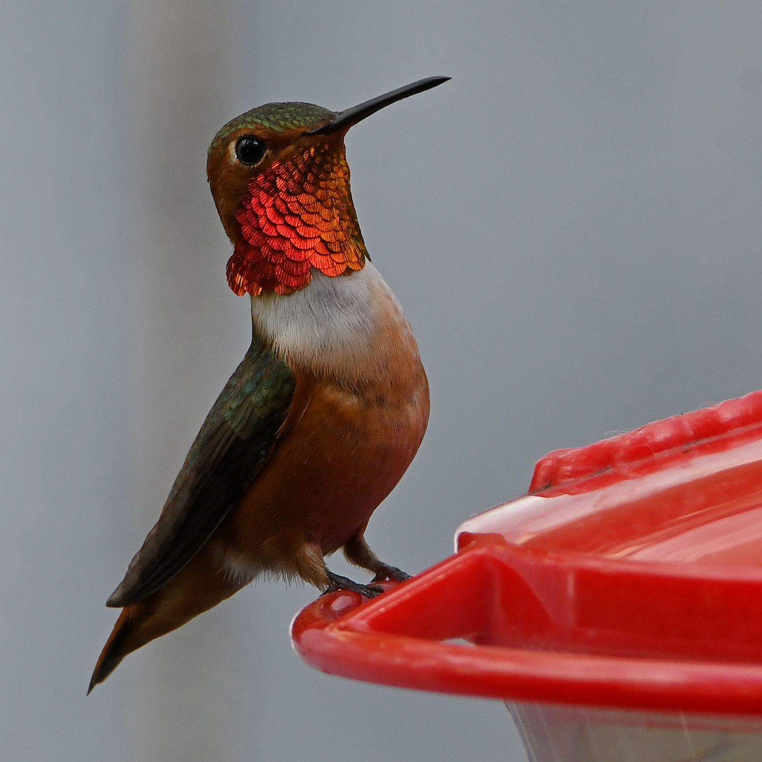 Hummer4.jpg