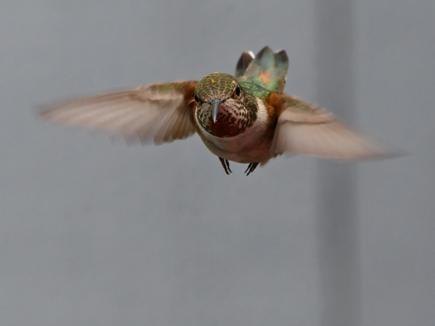 Hummer4.jpg