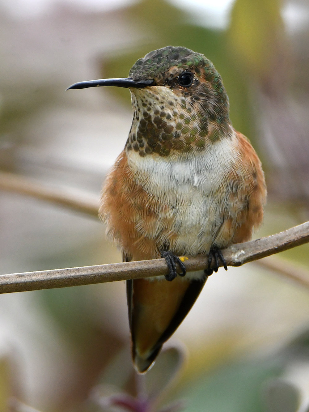 Hummer4.jpg