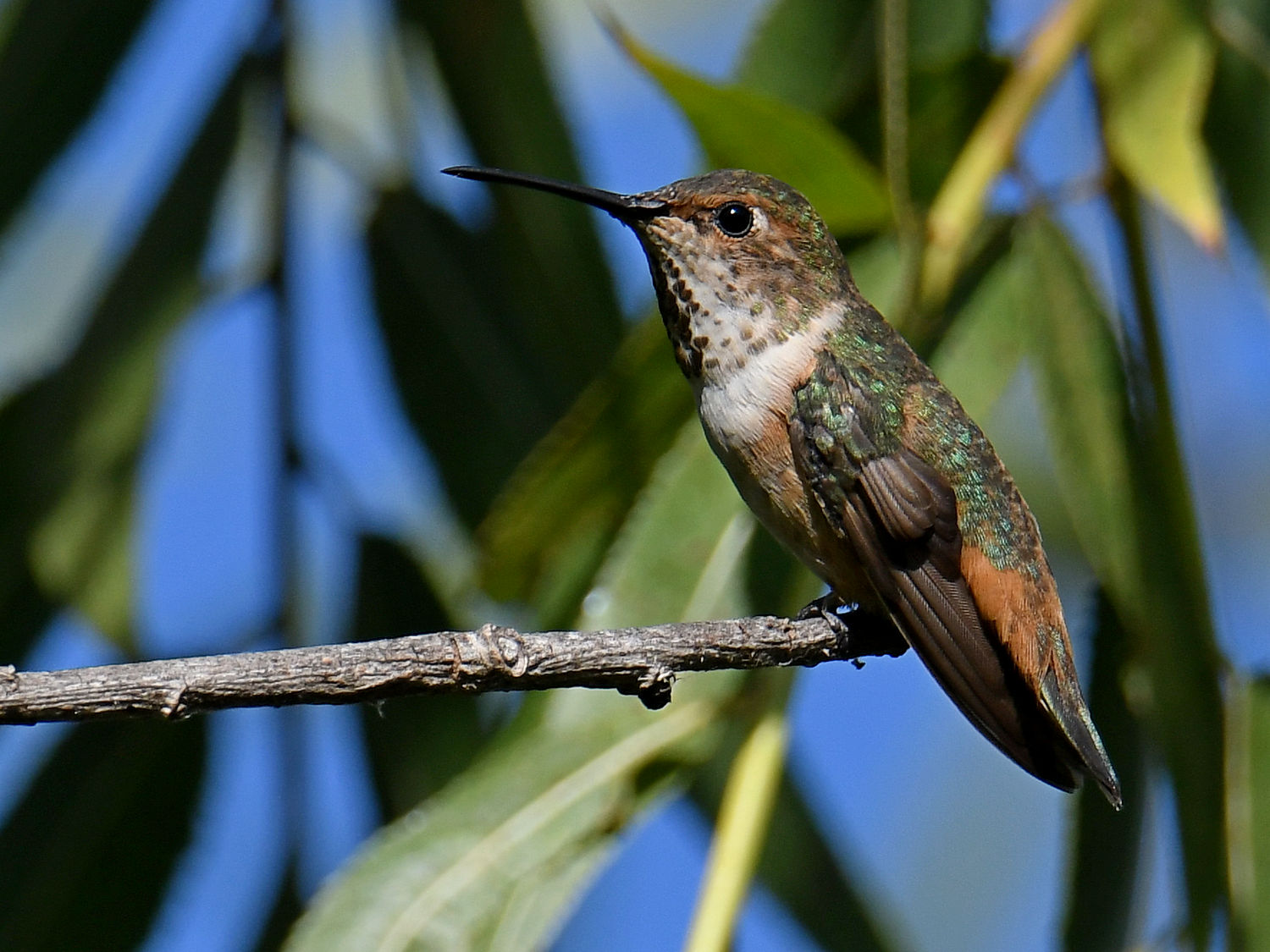 Hummer4.jpg