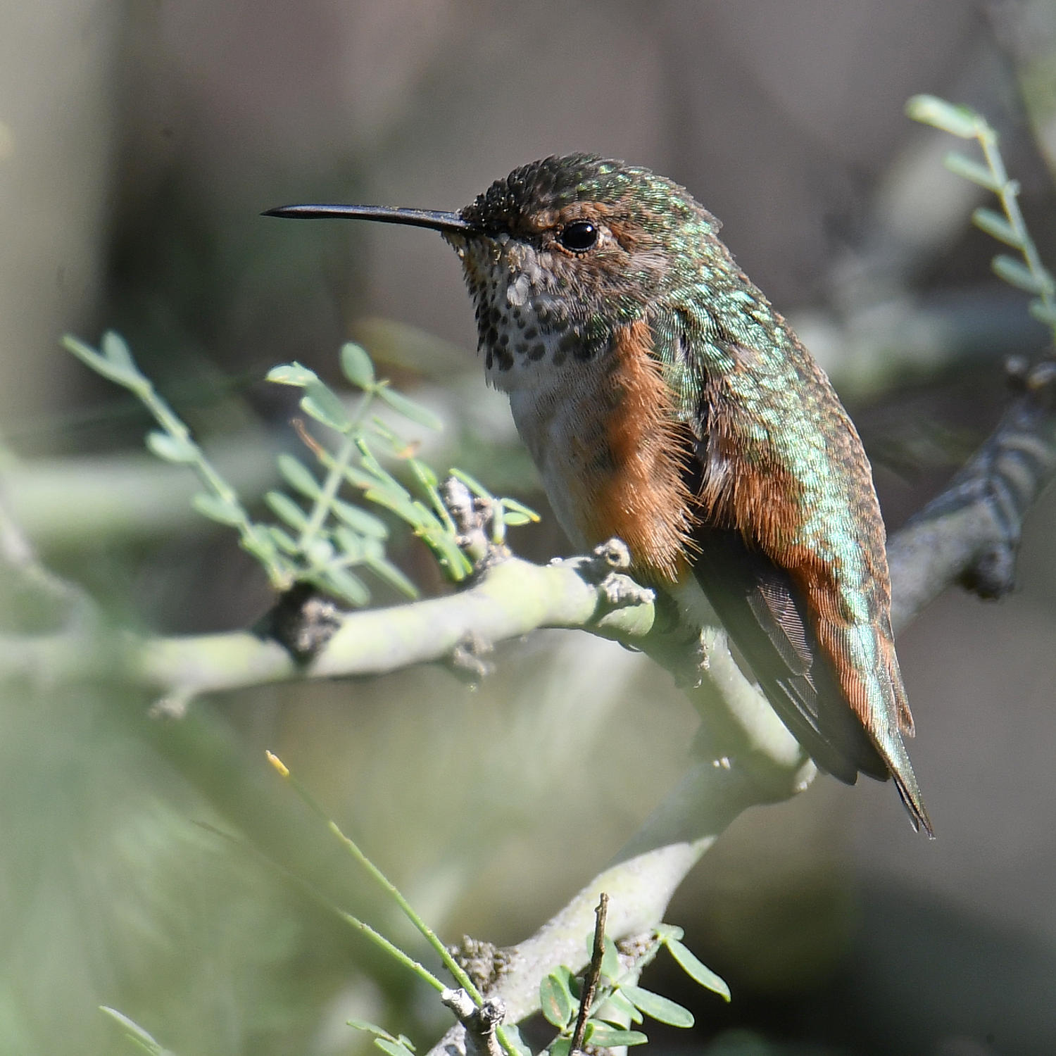 Hummer4.jpg