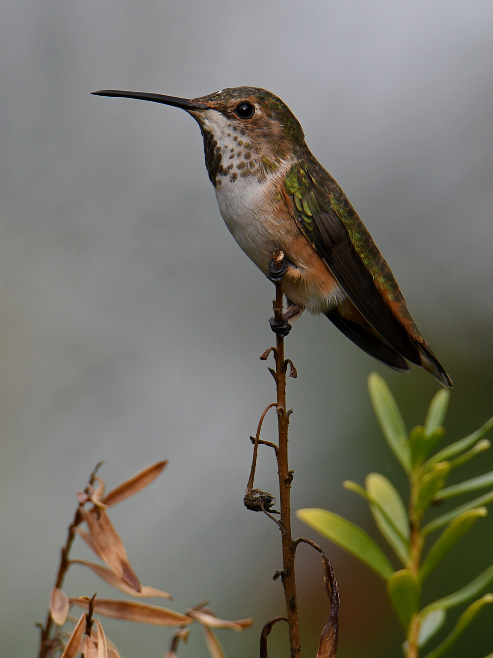 Hummer4.jpg