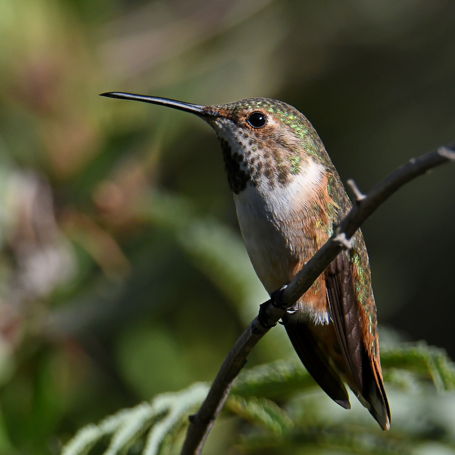 Hummer4.jpg